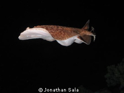 Torpedo, Night Dive at Dangerous Reef, Zagarbad by Jonathan Sala 